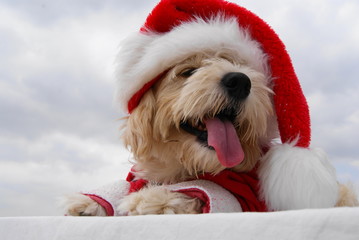 christmas puppy