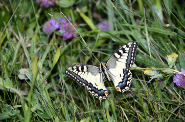swallowtail butterfly