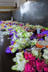 Offering flowers Sri Lanka
