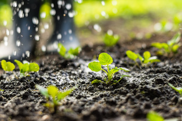 Plant sprouts in the field and farmer  is watering it;  pansy seedlings in the farmer's garden ,...