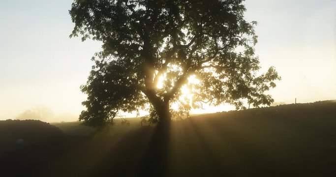 Time lapse clip of sunbeams shining through a tree on a foggy morning.