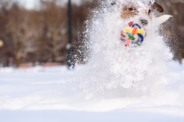 Dog making huge snow splashes running through drifts