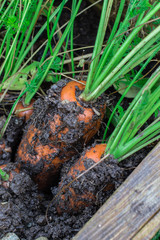 Fresh organic carrots right out of the ground. Organic gardening at its finest.