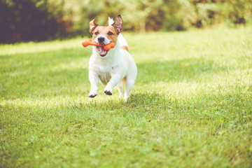 Cute dog playing with toy bone at sunny summer day