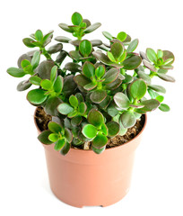 Crassula flower in a pot, isolated on white
