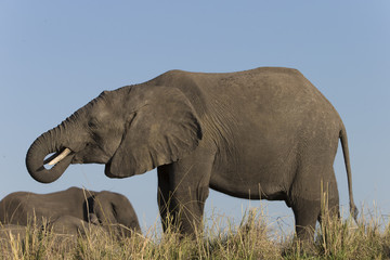 Fototapeta na wymiar Elephants in Botswana, Africa