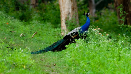 Fototapeta premium Peacock