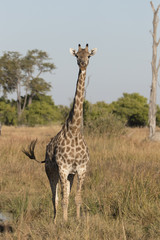 Angolan giraffes, also known as Namibian giraffes in Savuti Area of Botswana Africa