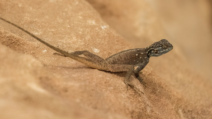 Desert Lizard