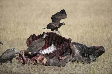 White Backed and hooded vultures in Botswana Africa