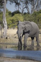 Elephants in Botswana, Africa