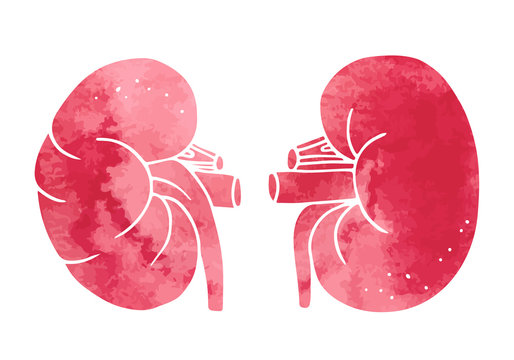 Human kidneys anatomy illustration, vector watercolor organs