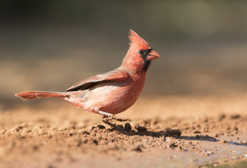 Male Northern Cardinal	