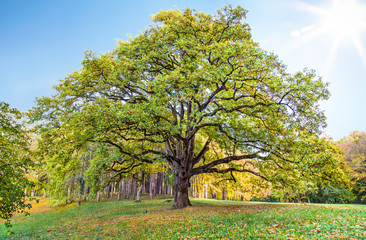 Fototapeta na wymiar Old lonely oak tree in Serbia.