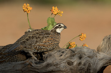 Bobwhite Quail in Rio Grande Valley of Texas