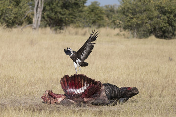 White Backed and hooded vultures in Botswana Africa