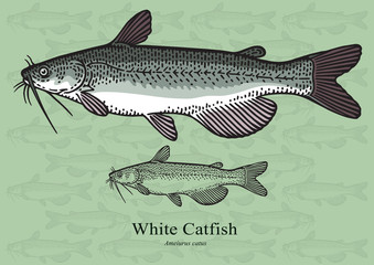 Naklejka premium White Catfish. Vector illustration for artwork in small sizes. Suitable for graphic and packaging design, educational examples, web, etc.