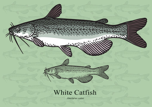 White Catfish. Vector illustration for artwork in small sizes. Suitable for graphic and packaging design, educational examples, web, etc.