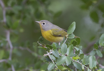 Nashville Warbler in texas