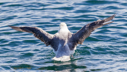 Fulmar, Fulmarus glacialis washing