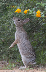 Eastern Cottontail on Texas ranch	