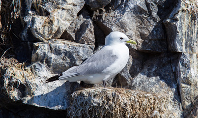 Black-legged kittiwake