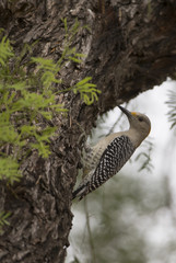 Golden Crested Woodpecker