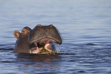 Fototapeta premium Hippo in Chobe River of Botswana
