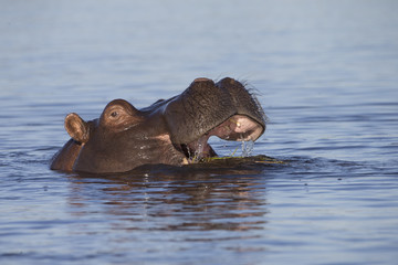 Hippo in Chobe River of Botswana