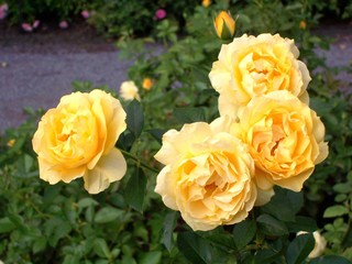 Yellow Cluster of Roses