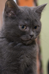 Little gray kitten sitting in a wicker basket.