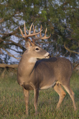Naklejka na ściany i meble White-tailed Deer in Texas State Park