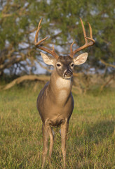 White-tailed Deer in Texas State Park