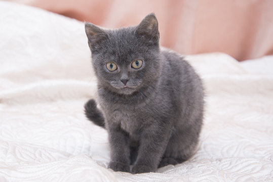 Little gray kitten sitting on white bed.