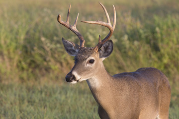 White-tailed Deer in Texas State Park