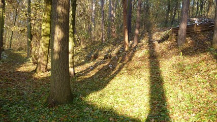 beautiful sunny autumn day in the forest