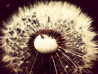 Close-up of a dandelion seed head