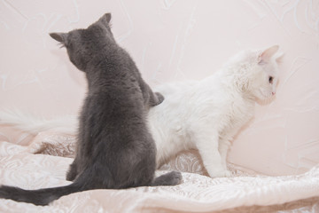 Fototapeta na wymiar Little gray kitten playing with a white cat.