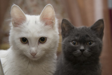 A white cat sits next to a grey kitten.