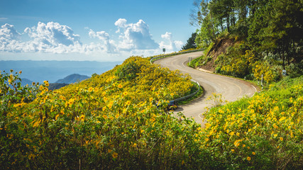 Landscape sunshine nature flower Tung Bua Tong Mexican sunflower in Mae Hong Son)
Tung Bua Tong, Mexican sunflower under blue sky at MaeHongSon, Thailand
Yellow flowers hill, mountain.