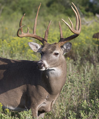Naklejka na ściany i meble White-tailed Deer in Texas State Park