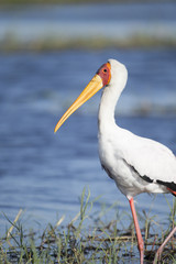 Yellow-billed Stork Botswana Africa