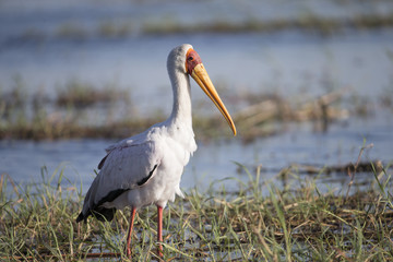 Yellow-billed Stork Botswana Africa