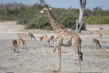 Fototapeta na wymiar Angolan giraffes, also known as Namibian giraffes in Savuti Area of Botswana Africa