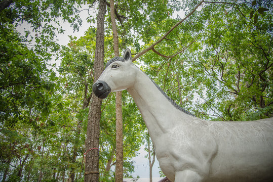 Beutiful White Horse Rat In Temple Thailand