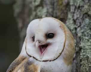 Barn Owl