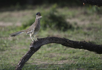 Greater Road Runner on Branch	