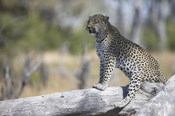 Leopard watching and resting on dead tree in Botswana Africa