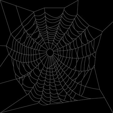 Spider web or net