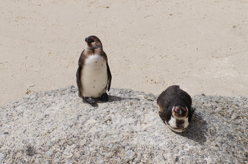 Cute penguins at Boulders Beach,South Africa.